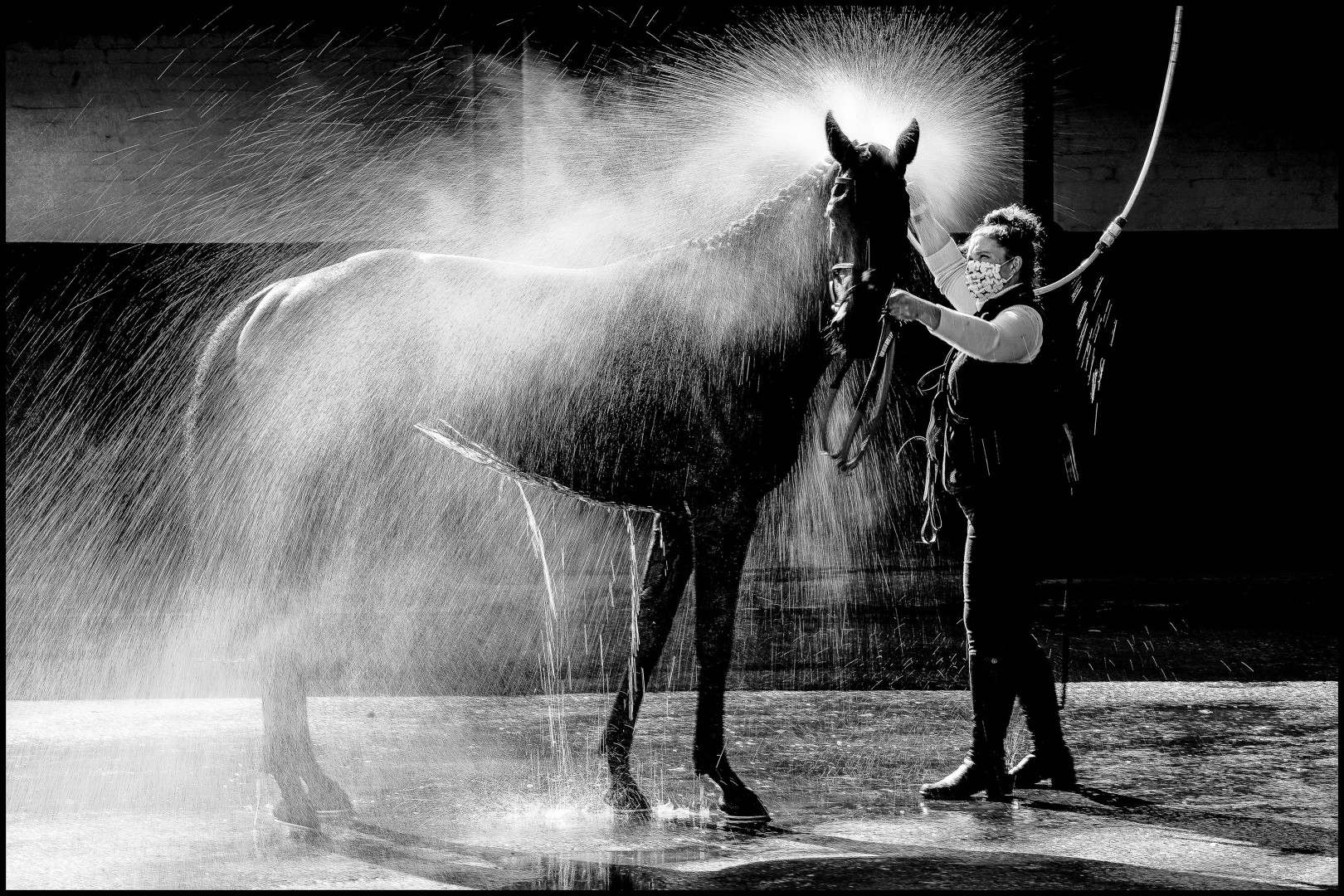 Black & White photograph of horse being hosed down by owner.