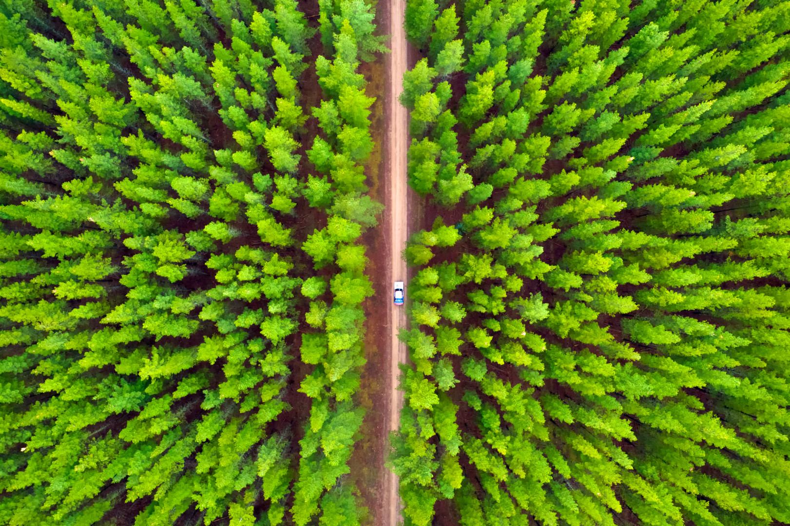 Birdseye photograph of a rally car travelling along a track through the middle of a forest.