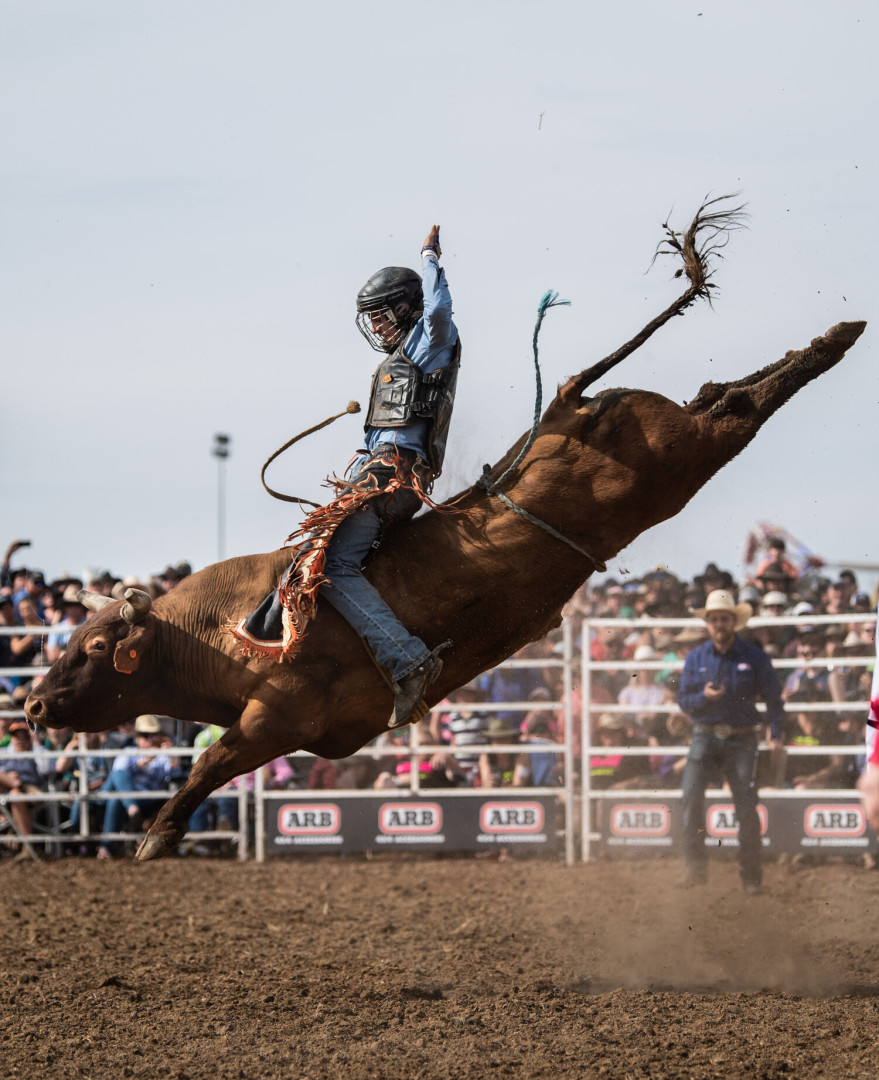 Bull riding rodeo athlete positioned perfectly as bull kicks out in movement.