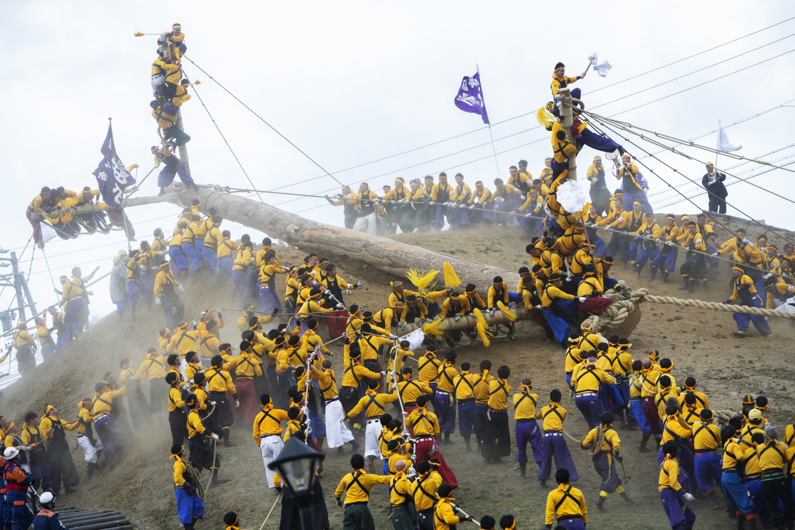 Hundreds of people holding down big tree as others carry out tree felling sport.